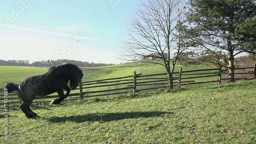 Beautiful shot of black horse running up the hill inside the pen in the morning