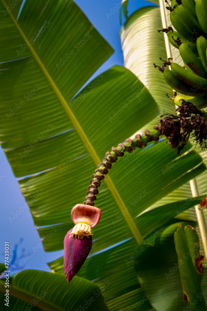 Bananenbl te Bananen Banane Bananenplantage Bio Stock Foto Adobe Stock bananenbl-te-bananen-banane-bananenplantage-bio-stock-foto-adobe-stock