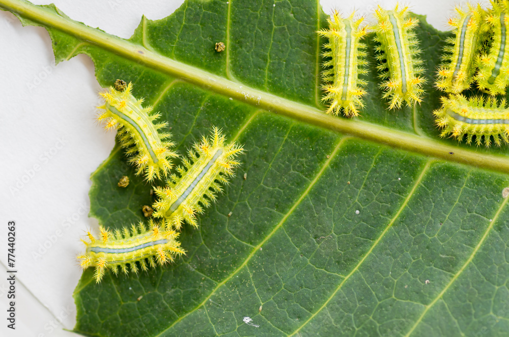 Fototapeta premium Row of caterpillar eating leaf.