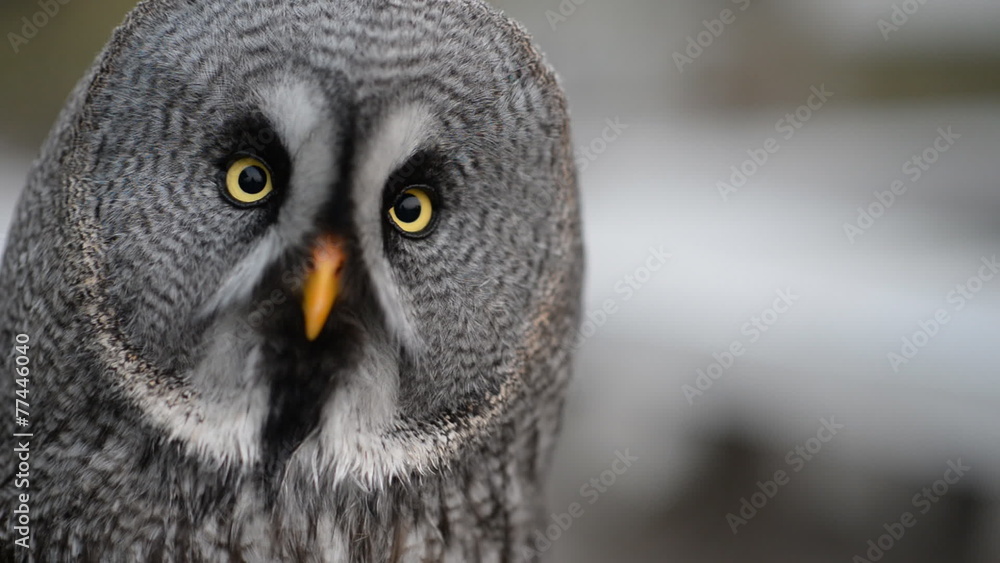 Ural owl looking at the camera Ural owl looking at the camera