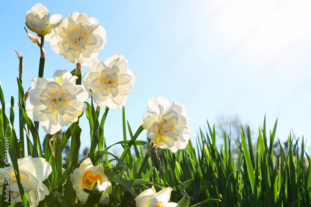 Fototapeta premium Narcissus flowers