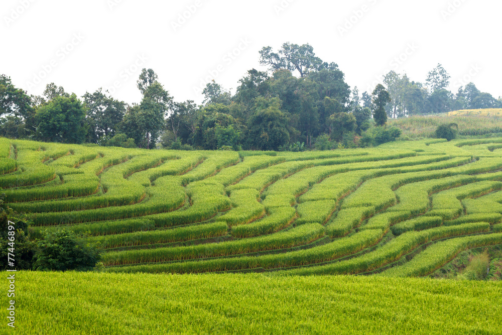 Green Terraced Rice Field at Ban Pa Bong Peay in Chiangmai, Thai