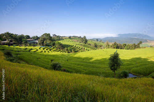 Green Terraced Rice Field at Ban Pa Bong Peay in Chiangmai, Thai