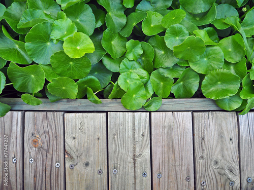 Wood Walkway and Asiatic Pennywort, Centella Asiatica