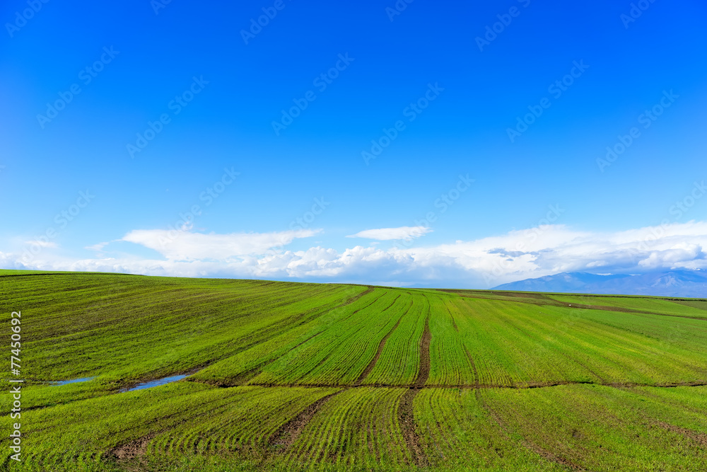 green field with wheat and bright blue sky green field with wheat and bright blue sky