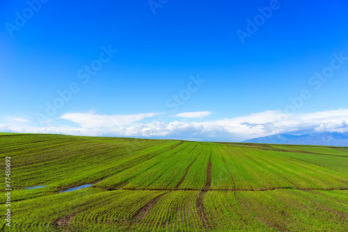 green field with wheat and bright blue sky