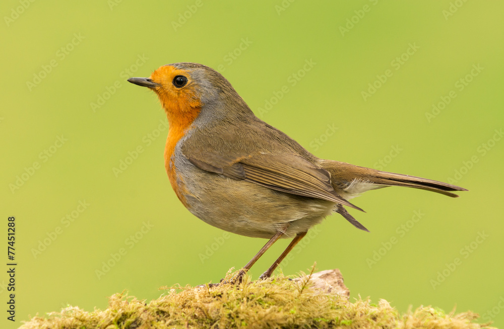 Fototapeta premium Petirrojo gordito