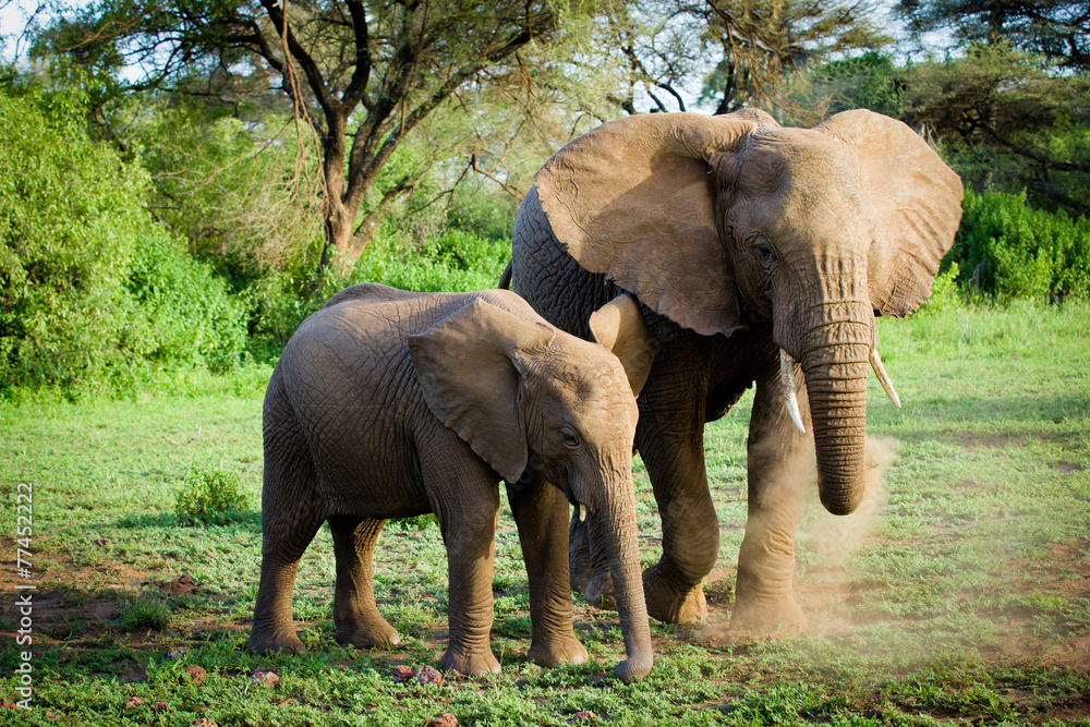 Elephants in Tanzania