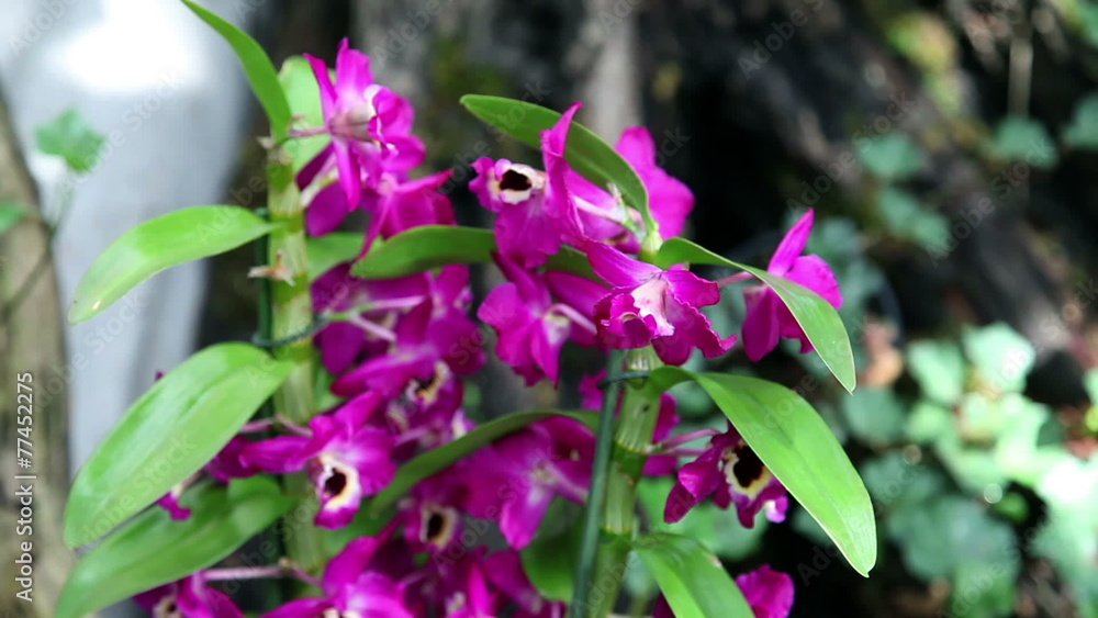 Beautiful orchid's blossom in forest Beautiful orchid's blossom in forest