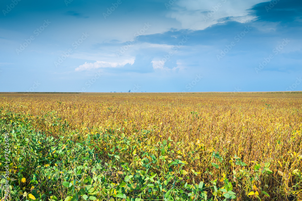 soybean fields