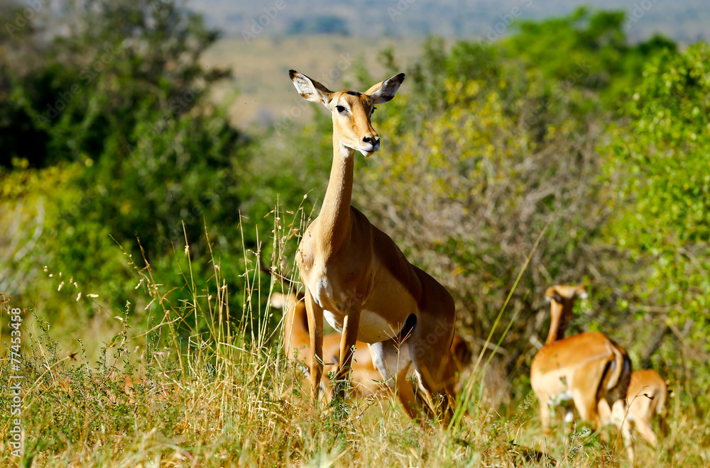 Fototapeta premium African antylope
