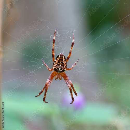 Spinne im Netz © Marko Lücke