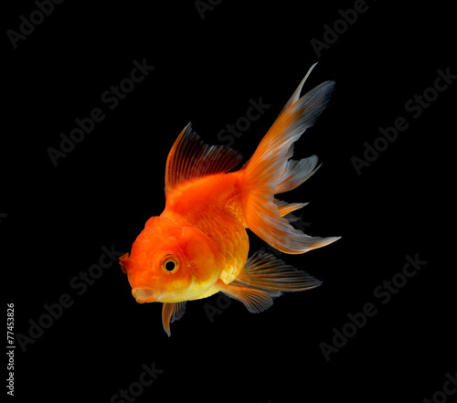 gold fish isolated on black background