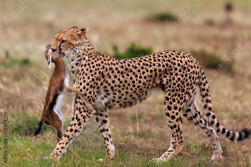 Cheetah female has chased a Thomson's Gazelle