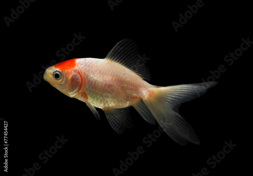 Gold fish Isolated on the back background