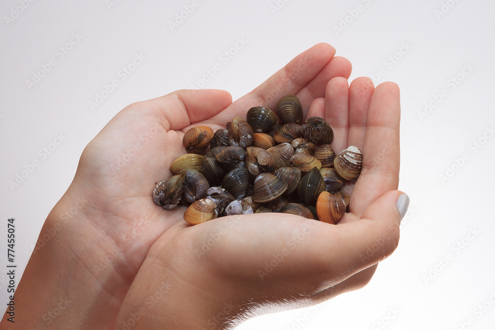 A handful of mussels on white background A handful of mussels on white background