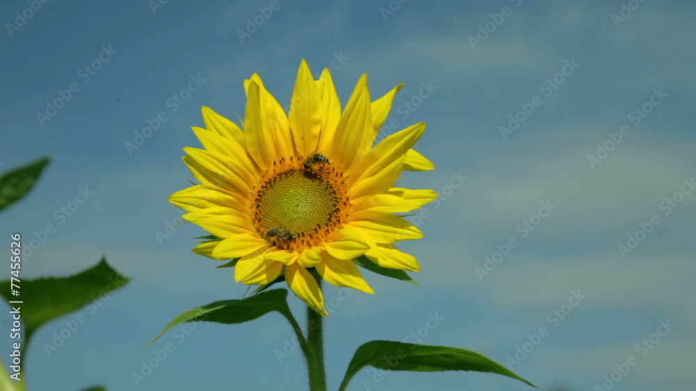 Flower head with bees 