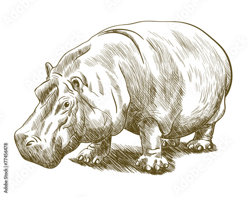 hippopotamus