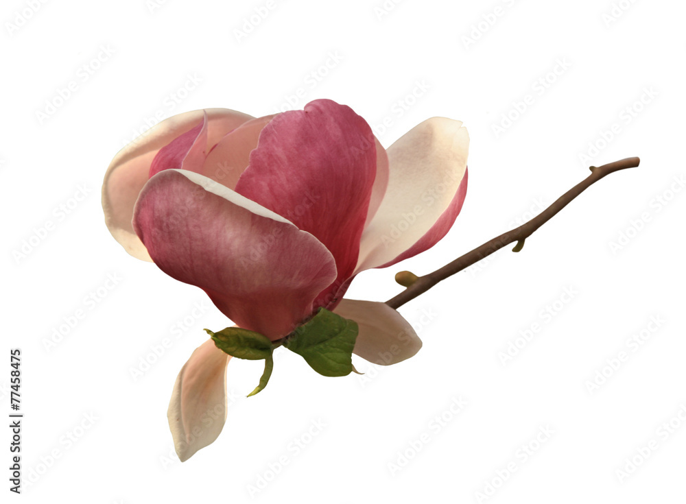 Fototapeta premium Magnolienblüte