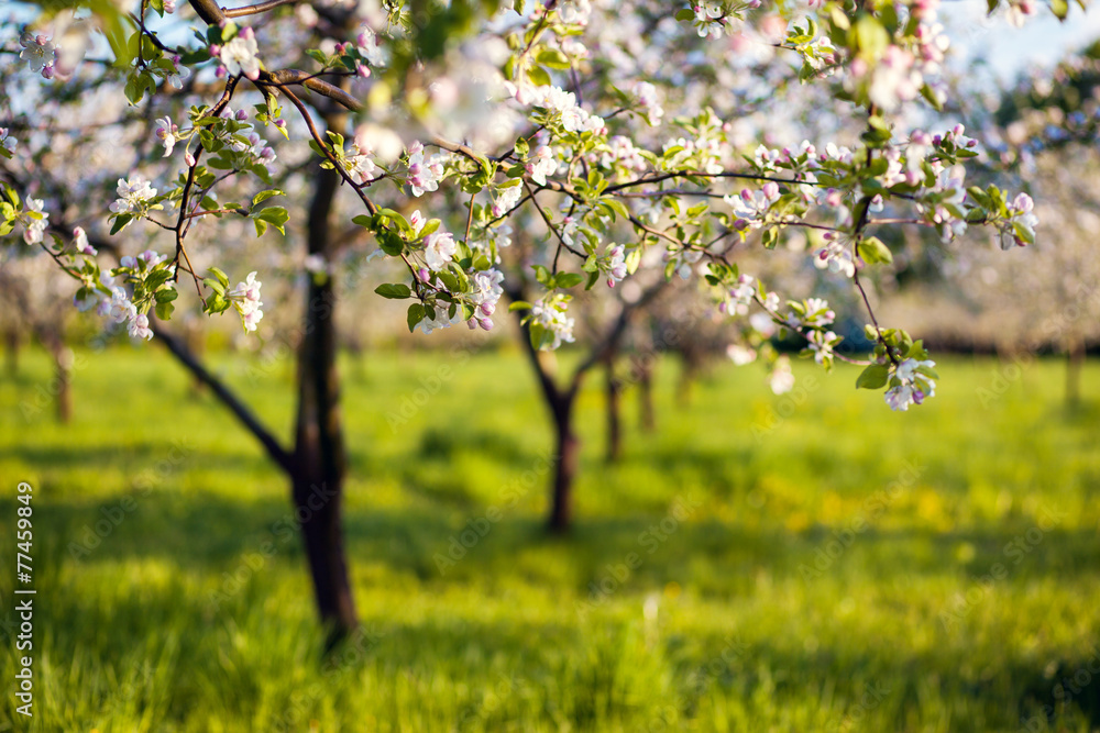 Fototapeta premium apple tree