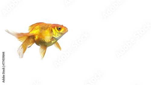 Goldfish Isolated on White Background