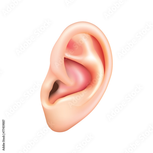 Human ear isolated on white vector