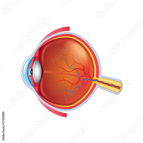 Eye anatomy isolated on white vector