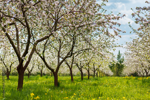 apple tree