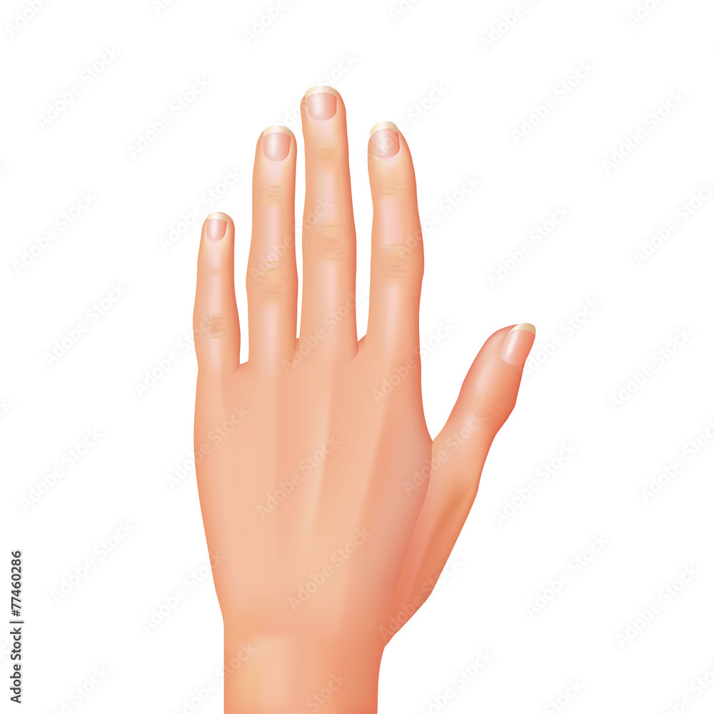 Hand isolated on white vector Hand isolated on white vector