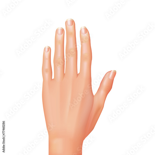 Hand isolated on white vector