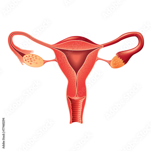 Fotótapéta Female reproductive system anatomy vector