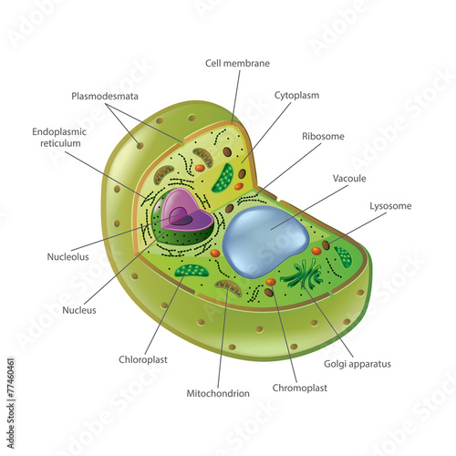 Plant cell isolated on white vector