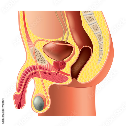 Male reproductive system anatomy isolated vector