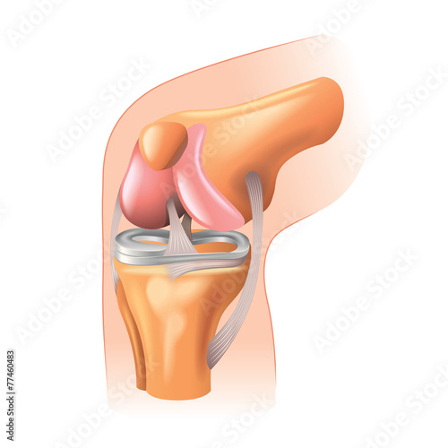 Knee joint anatomy isolated on white vector
