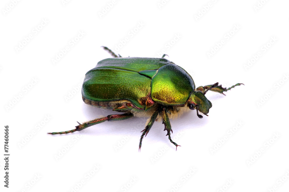 Green beetle Green beetle