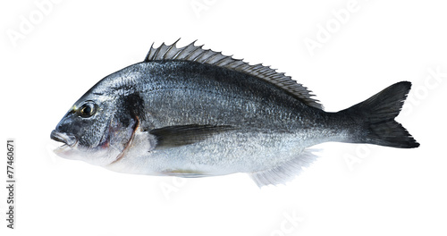 Fresh fish dorado sea bream isolated on white background