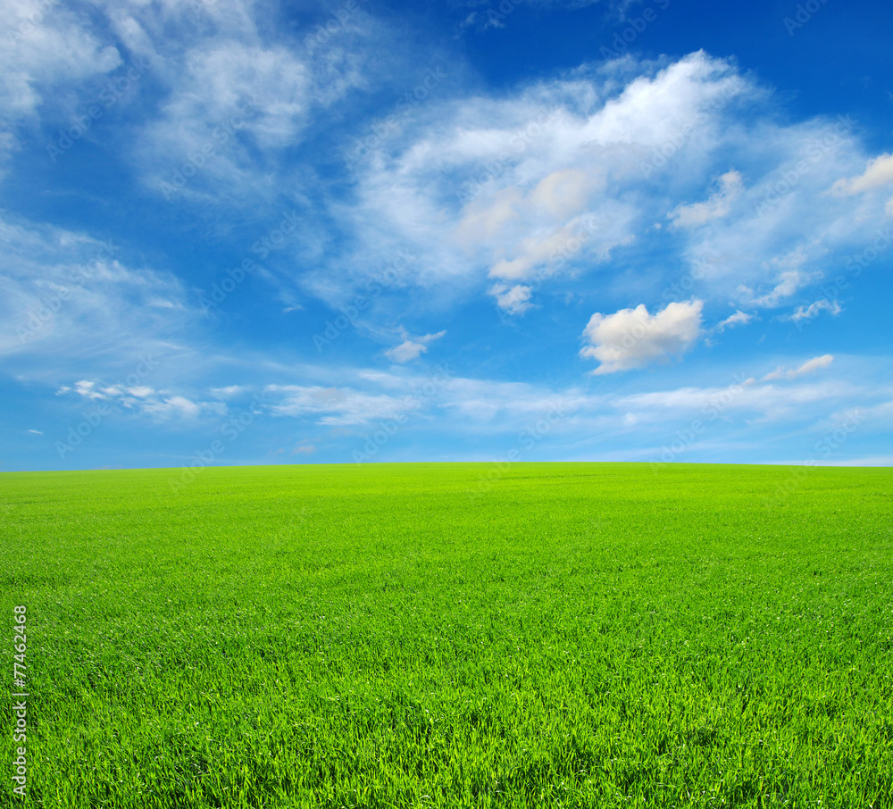 field field