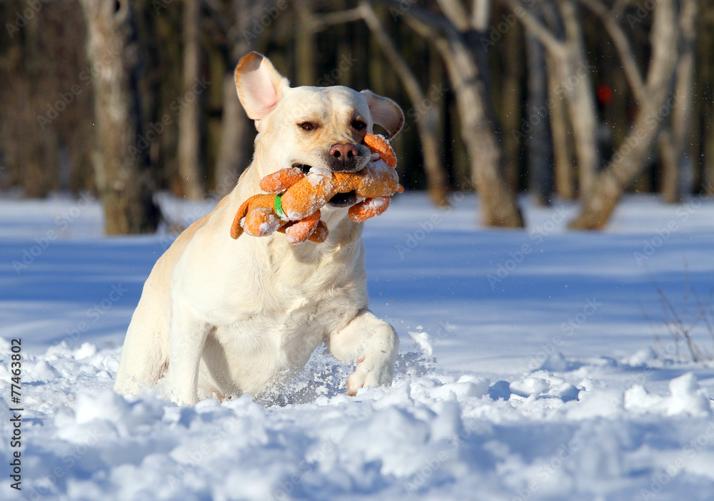yellow labrador in winter with a toy