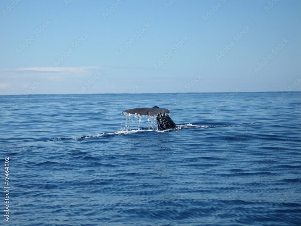 Obraz premium Abgetauch - Wal beim abtauchen