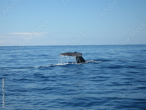 Abgetauch - Wal beim abtauchen © divebiker