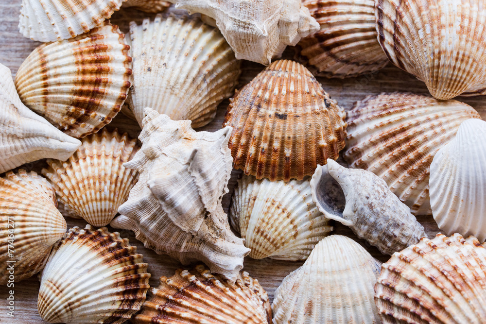 many many different shells many many different shells