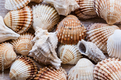 many many different shells