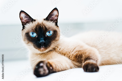 Cat with blue eyes