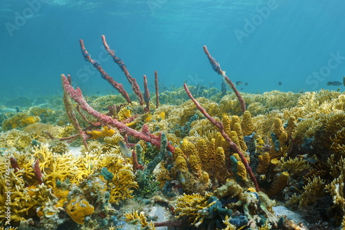 Colorful Caribbean coral reef underwater in Panama
