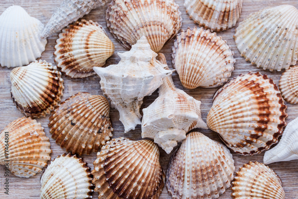 many many different shells