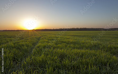   an agricultural field on which young cereals grow. time - a sunset