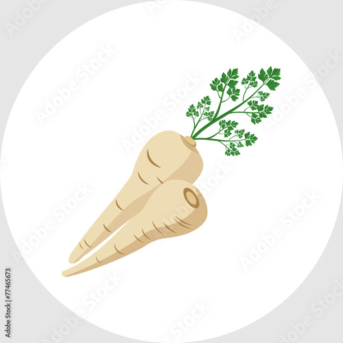 Parsley Root