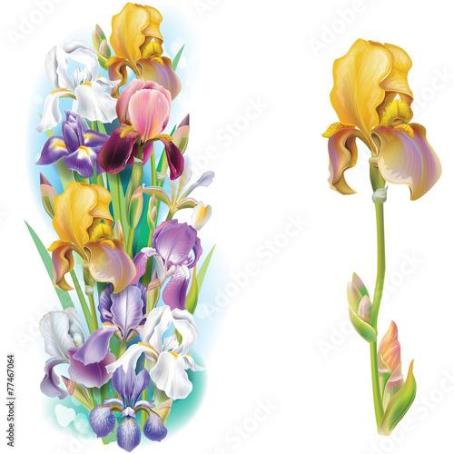 Fototapeta Naklejka Na Ścianę i Meble -  Garlands of Iris flowers