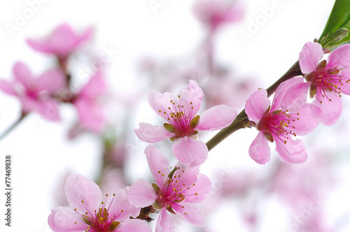 pink blossoms