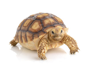 turtle on white background